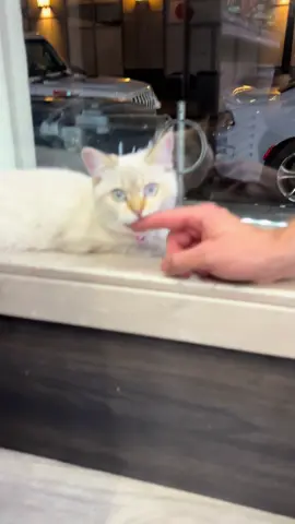 #viral #fyp #catsoftiktok #fypシ 