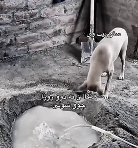 کا ئەو کیش هەڤالێ تە یە 😂😂 #fyppppppppppppppppppppppp #viralvideo #شعب_الصيني_ماله_حل😂😂 #fyp #funny 