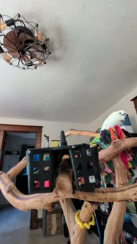 Thank you! #furbythebirb got a #package to our #mailbox at 4496 Mahoning Ave #258, Youngstown Ohio 44515 