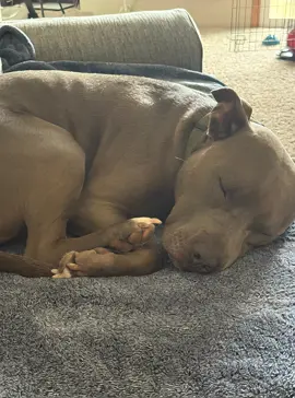 @Cheye Aldridge my fur grandson Jax