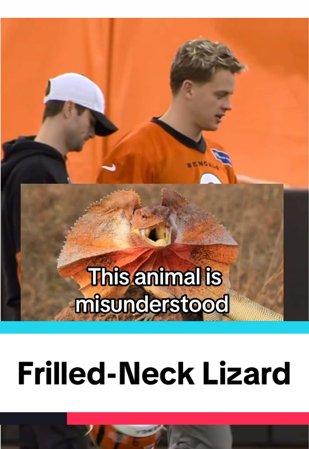 The frilled-neck lizard is misunderstood, thanks to movies like Jurassic Park and Holes.  I’ll take it from here, Joe Burrow.