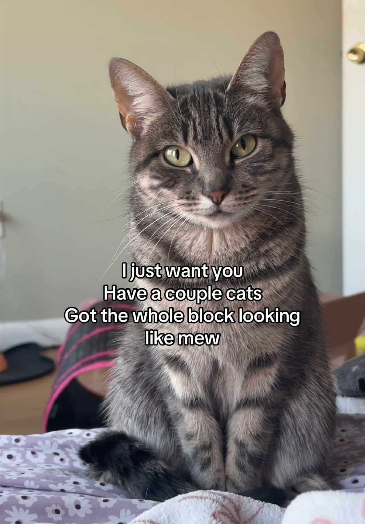 Karma’s got a Wi$h Li$t #TSTheLifeofaShowgirl #taylorswift #catsoftiktok 