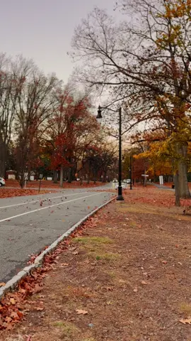 🍂 #windyday #autumn #fypシ゚viral #leaves #fall 