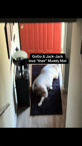 The 24x60 Muddy Mat isn't just super absorbent—it's super comfy! It keeps dirt off our floors and GoGo & Jack-Jack love taking their naps on it.  #gogoandjackjack #DogTok #MuddyMat #DogLife