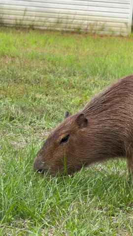 How many ear wiggles did you count in this one?  #capybara #capybaras #pumpkin #cuteanimals #capybaralove      