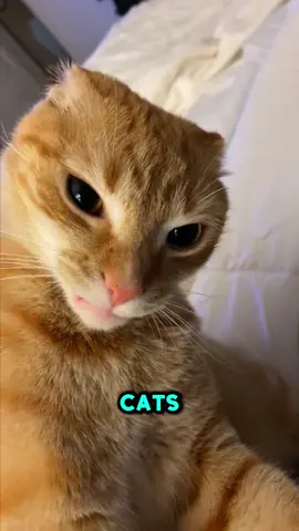 #orangecat #cat #facts 