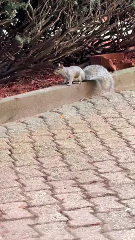 I made a friend 🫶🏾 we shared buffalo ranch sunflower seeds  #squirrel #sharingiscaring #aura #fyp 