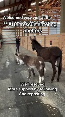 The recieved horses entering their shelters at rescue. Now to a happy home @collinehorsesanctuary#usa #rescue #homeofhorses ##horsesoftiktok #rescued 