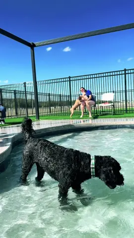 Sundays are for the pups! 🐾💥  1–2: Danes take over 🐕‍🦺  2–3: Goldens bring the sunshine ☀️  3–4: Doodles go wild 🐩🎉  Every Sunday. All October. All fun. 🎃💦 #BreedDays #NoahsBedAndBiscuit #DogDaycareVibes #BarktoberFun #GreatDanes    