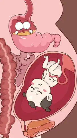 #funny #organs #pregnancy #2danimation #knowledge 