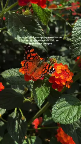 🦋🧡🍃 #nature #butterfly #inspiration #frasesmotivadoras #fyppppppppppppppppppppppp 