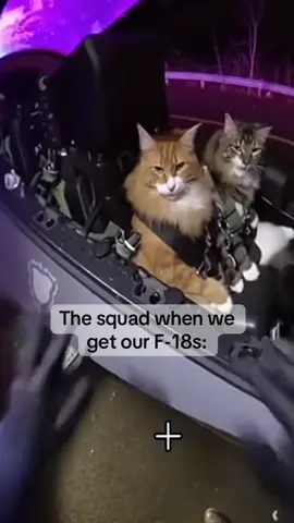 Meow-vericks, roll out.  #aviation #f18 #warthundermemes 