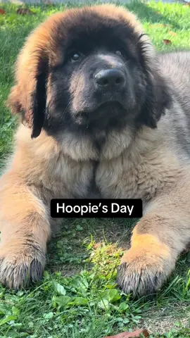 Is it me or is this the cutest puppy that ever lived?  I am obsessed with him.  He makes me laugh every day and I am so glad we brought him home ❤️ #leonberger #puppy #furball #newpuppy #fyp