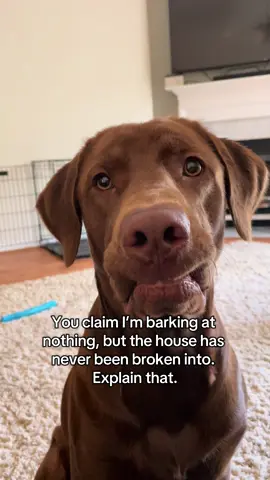 Dog math #dogsoftiktok 