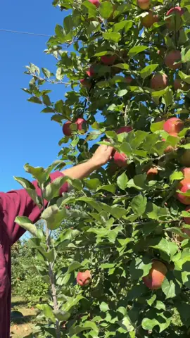 Took my babies apple picking for the first time today🥹 what a core memory 🍎🍏. #applepicking #fallthingstodo #applepickingoutfit #pafamilyfun #applepickingseason 