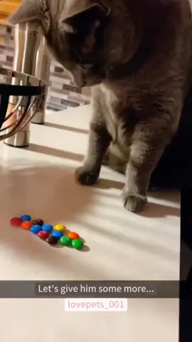Funny  cat  master 
