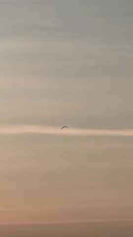 فَاهرُب بِنَفسِكَ وَاستَأنِسٍ بِوحدتِها تبقى سَعيدًا إذا ما كُنتَ مُنفَرِدا