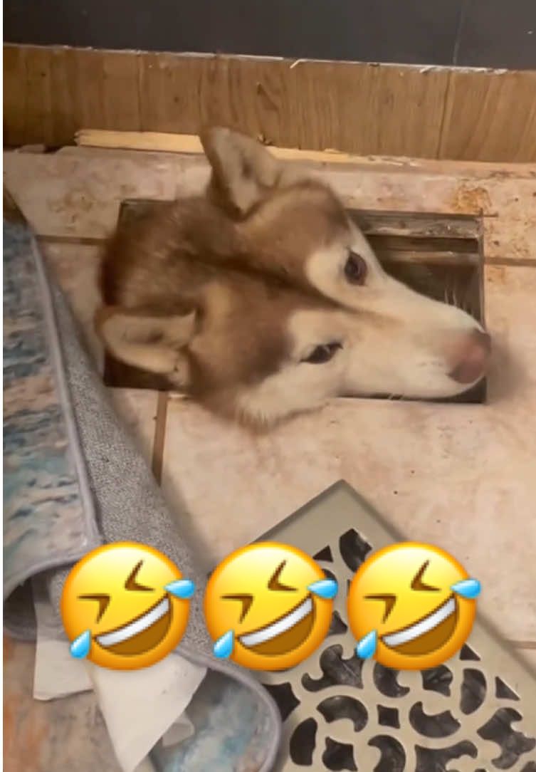 A normal day for a husky owner 😂👈 | Part 79 #dog #husky #dogsoftiktok #funny #fyp 