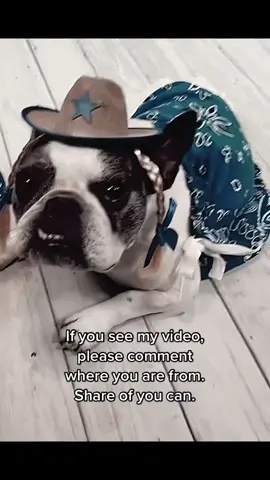 If you see my video, please comment where you are from, share if you can  I’m Sophie from Georgia and HELLO! #sophiethefrenchie #ivddsurvivor #disableddog #tripoddog #ivdd 