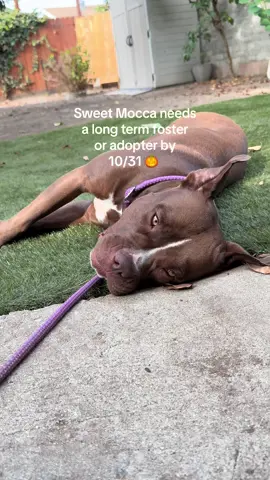 Mocca!  -1 year old spayed female  -Prefers people over dogs -Very affectionate and learning personal space 😂🥰 -Short bursts of energy and then just happy to be by your side  -Some playful puppy energy, no guarding behaviors, will bring you a toy when she wants to play  -Listens well and takes corrections well -Very treat motivated  -Loves kongs and lick mats  -crate training and potty trained  -Knows how to play fetch  -Tolerant of being handled, like letting us clean her paws or wipe her face  -Best as an only dog, but would be ok with a confident social male slow intros  -Best with a work from home family, she is a Velcro dog #doglife #rescuedog #adoptme #foryoupage #fyp