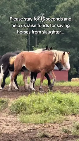They’re still waiting… trapped behind the cold metal gates of a slaughter facility. 🐴💔 Their eyes follow every sound, hoping it’s the sound of freedom — hoping we are coming for them. Right now, their lives hang by a thread. If we don’t raise the funds in time, we may be too late to save them. These innocent souls have known only fear and neglect — but they still trust that kindness exists.#horselovers #fyp #animallovers #animalsoftiktok 