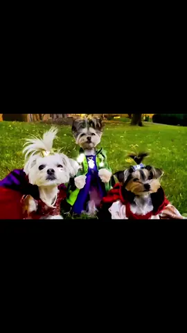the witches are back🧹 #dog #halloweenlook #witchtok #swiftie #sisters @Anthony Rubio 