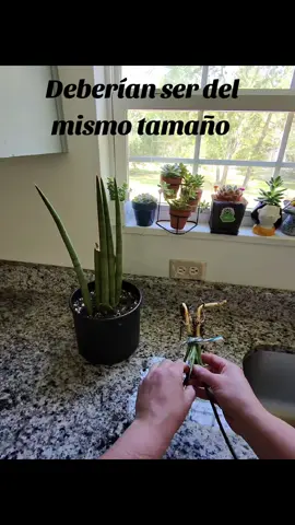 Las has visto asi a la cilíndrica 