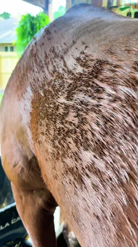 Horse people: what are you using to lay down your woolly mammoths coat besides blankets and gorilla glue?!
