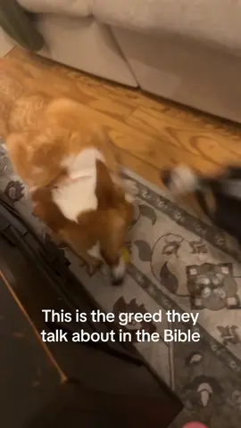 Don’t touch his lemon. 🍋 #corgi #dog #dogsoftiktok #greed #dogs