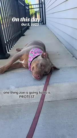 #onthisday are we surprised? The protesting queen two years ago today #pets #dogs #STUBBORN #funnydog 