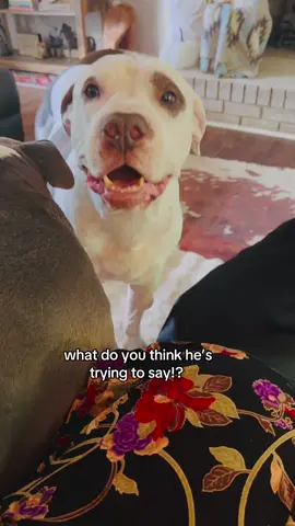 What do you think he’s trying to say? #fyp #dogsoftiktok  #dogmomlife  #petey #sillyboys 