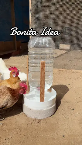 Bebedero Automático para cría a tus gallinas 🐔 hecho solo con una botella de plástico descartable ♻️♻️.