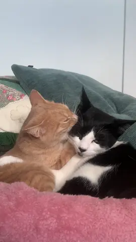 this audio is too good not to use lmaooo #kitten #fyp 