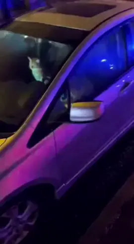 wanted cat  #cat #orangecat #police #record #wanted #sora2 #ai #ia 