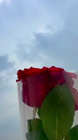 #صباحكم_سعادة_وعافية_وراحه_بال🌹🍃 