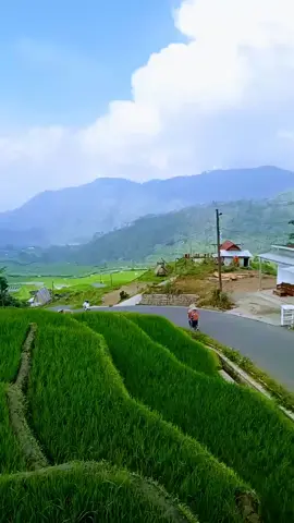 aktivitas pagi hari petani menyang sabin #kalibombong #banjarnegara #kalibening #kalibeningbanjarnegara #sawah 