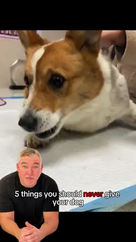 Please NEVER 📛give these things to your dog 🐶 #dogs #dogsoftiktok #dog #pets #pet 