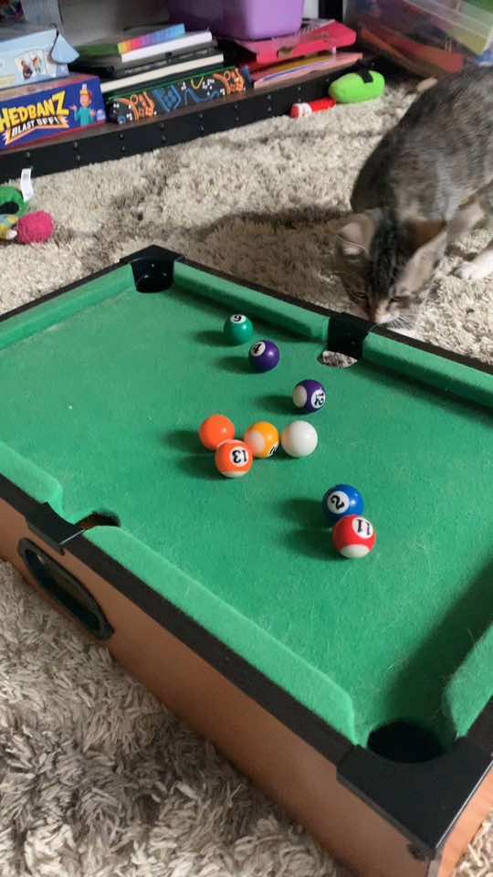 Every kitten need a pool table! #kitty 