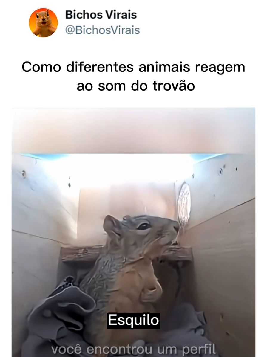 o esquilo 🥹 #animais #animaisnotiktok #cachorros #gatos #curiosidades 