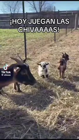 #oy juega al mas chingon  de mexico 🇲🇽 #puro chivas 
