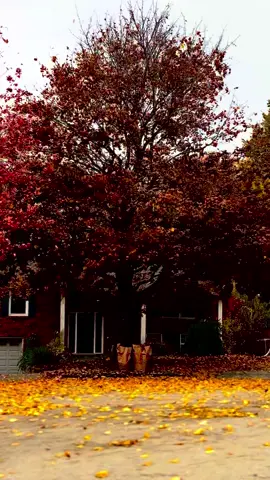 #autumn #autumnvibes #october #fall #fallincanada 