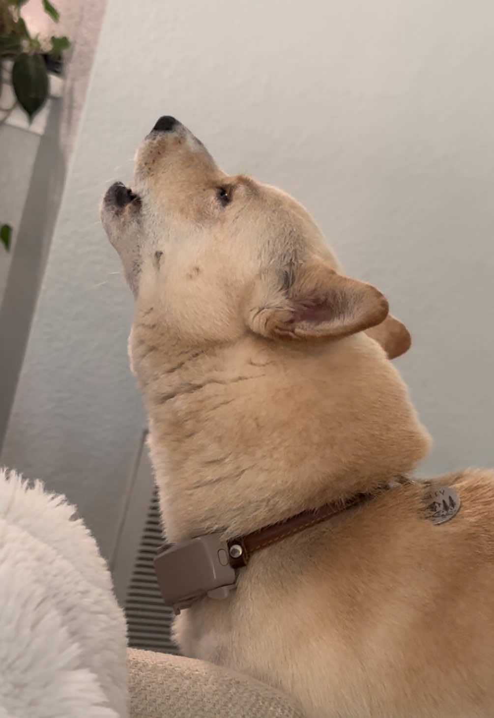 All because I played a video of a dog crying on my phone 😅 #dog #dogsoftiktok #shibainu #fyp #foryoupage 