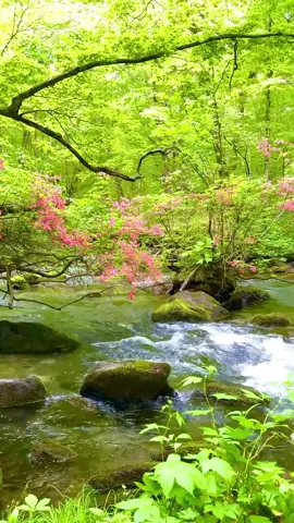 #حديث_عظيم #رضيت_بالله_ربا_وبالاسلام_دينا_وبمحمدنبيا 