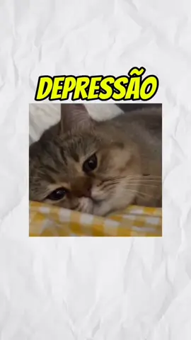 depressão explicada com gatos