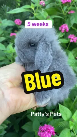 growth of blue Holland Lop bunny#hollandlopbunny #pattyspets #bunny #blue #pattyspets 
