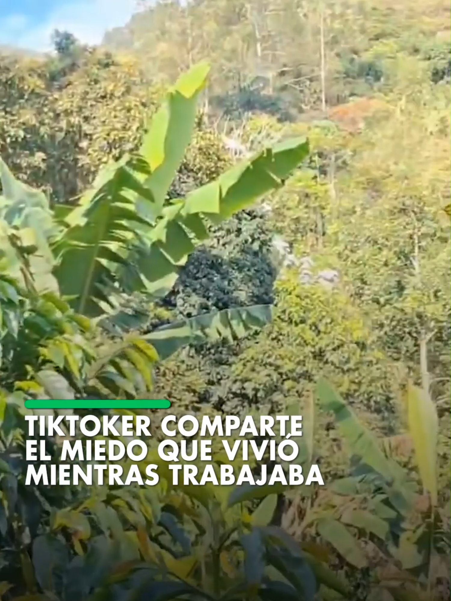 Un tiktoker compartió en redes sociales el miedo que vivió mientras trabajaba recolectando granos de café. El hecho se registró en el sur de Colombia. #ElDeber #Noticias #Colombia #Internacional