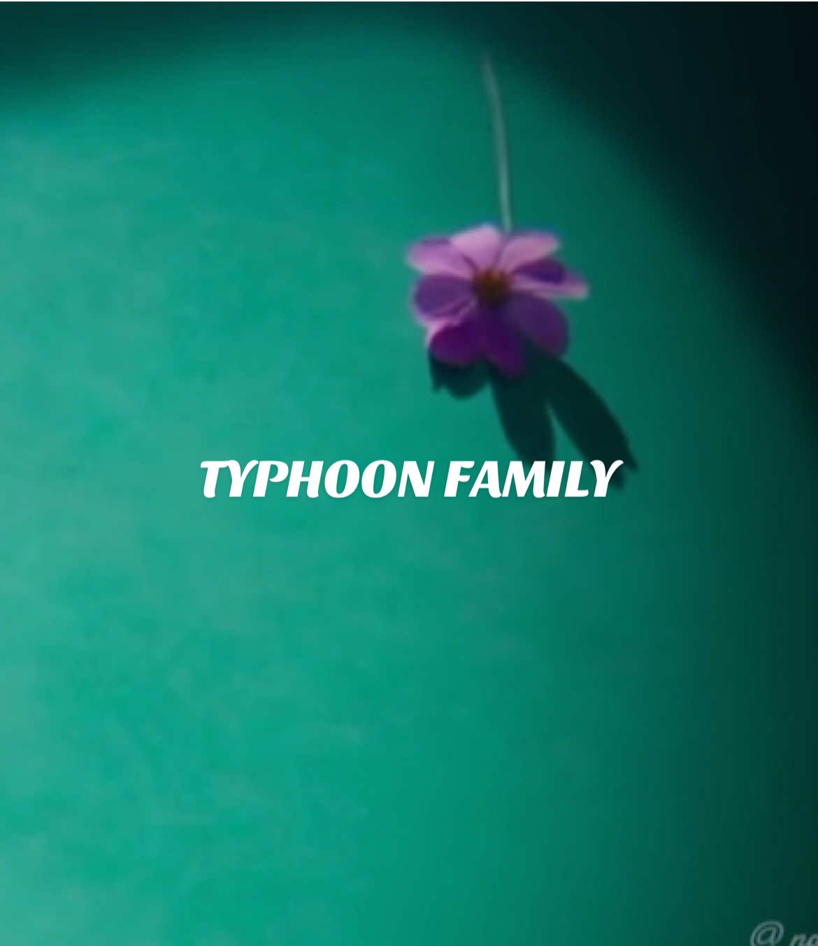 Pink cosmos symbolizes pure love. AHHHH!! Not even Oct 11th yet and I'm already GONE!! #TyphoonFamily #LEEJUNHO #태풍상사 #이준호 #tvNNetflixKdrama 