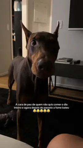 #cachorro #doberman #nero