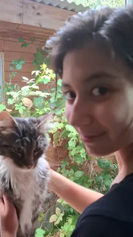 Kira🥰 #gatos #gata #angora #catlover #gato 