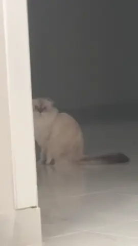 على ما قالوا خرخرة قط ولا ثرثرة بشر🤚🏻  #b #cat 